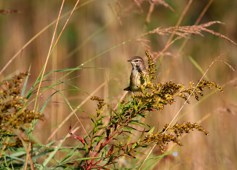 Palm Warbler 0964