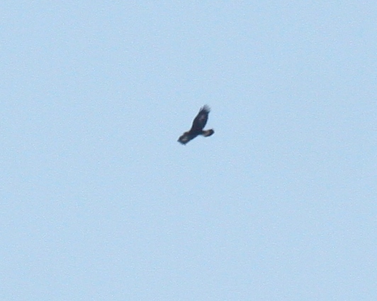 Golden Eagle 8727 - juvenile #1