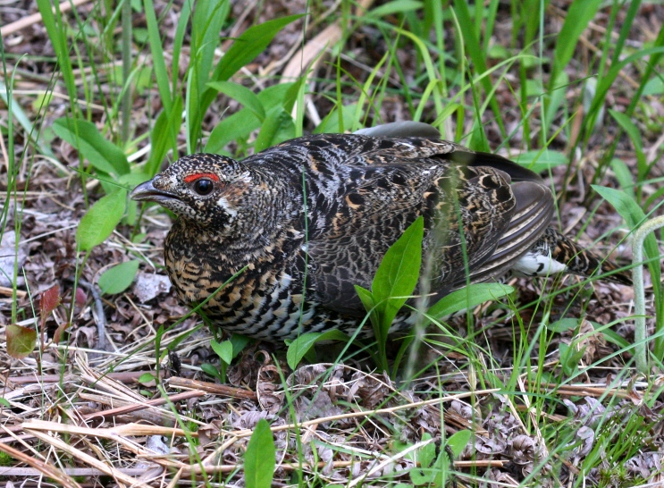 Spruce Grouse 3433