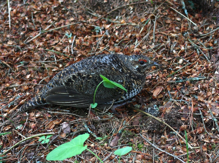 Spruce Grouse 3418