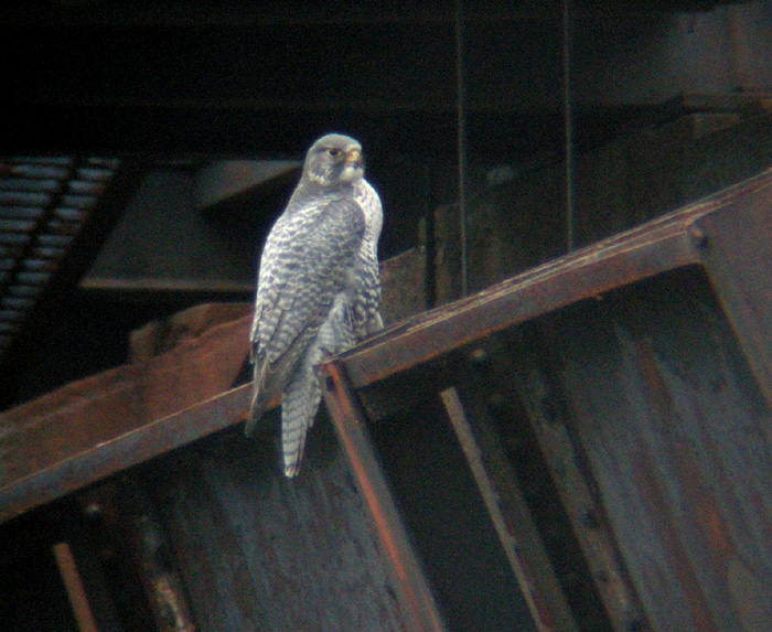 Gyrfalcon 2009_012