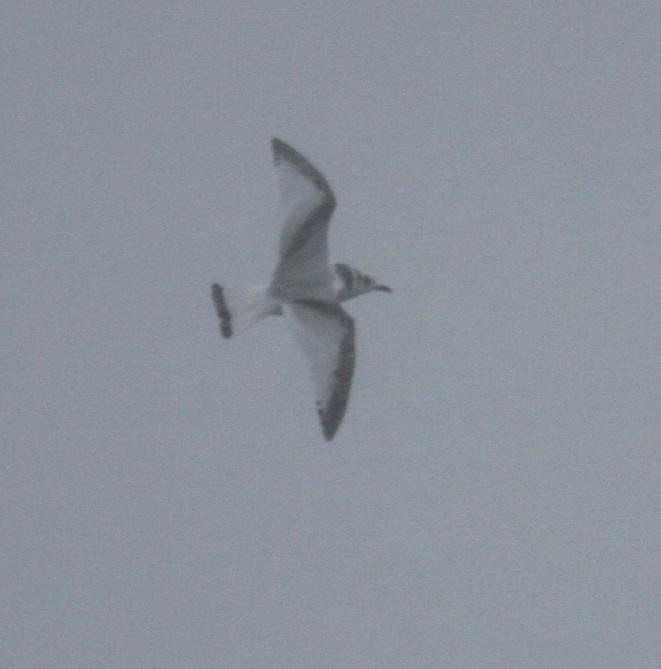 Black-legged Kittiwake 4774