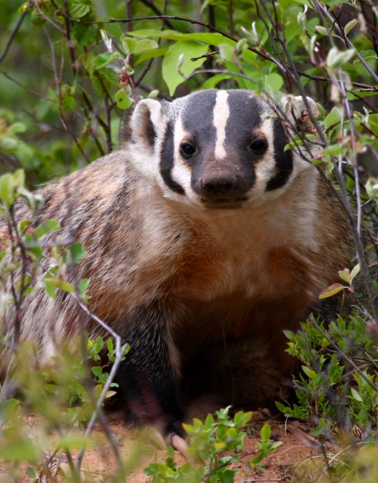 American Badger 3374