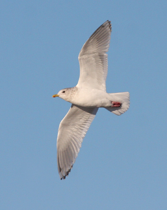 Thayers/Kumliens Gull 5168
