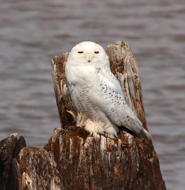 Snowy Owl 4157