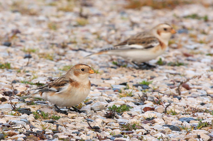 Snow Bunting 1415