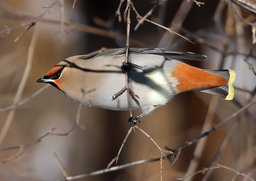 Bohemian Waxwing 5154