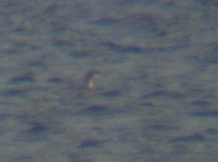 Pacific Loon - Nov 2012