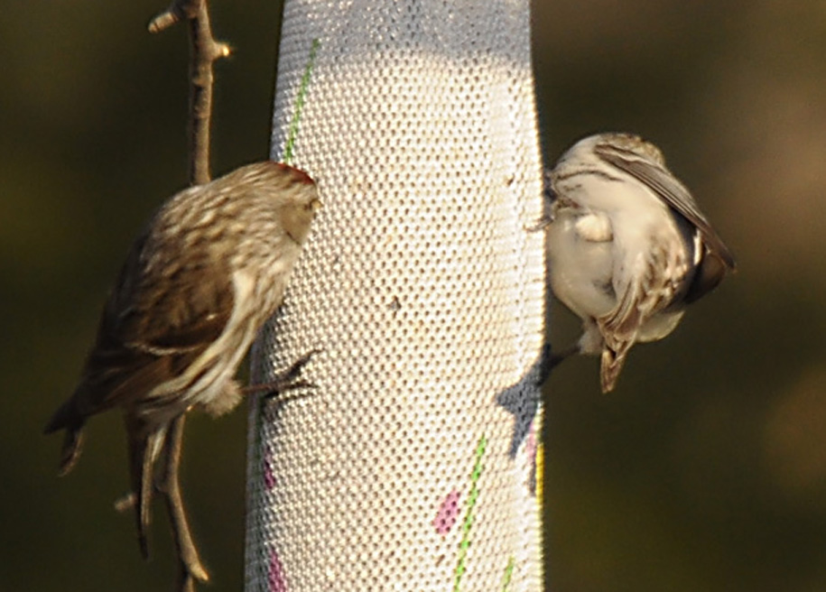 Hoary Redpoll (right) by Steve Brady