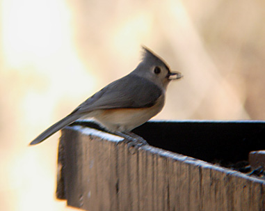 Tufted Titmouse