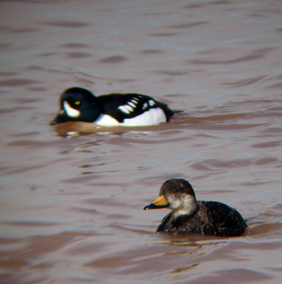 Black Scoter with Barrow's Goldeneye