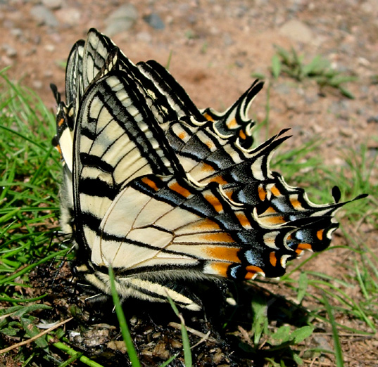 Tiger Swallowtails