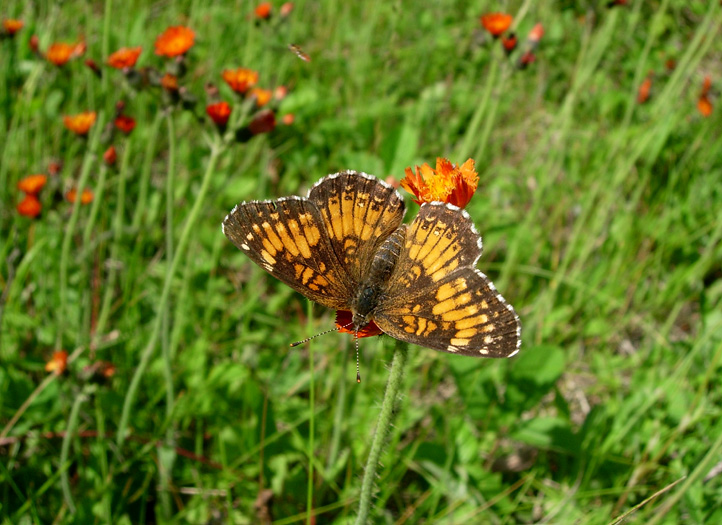 Harriss Checkerspot 2