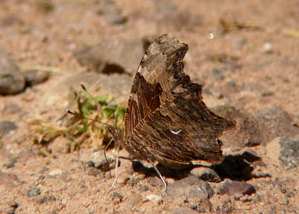 Gray Comma