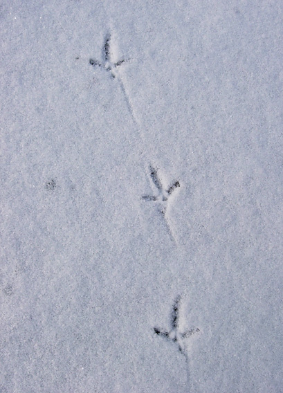 Ruffed Grouse tracks