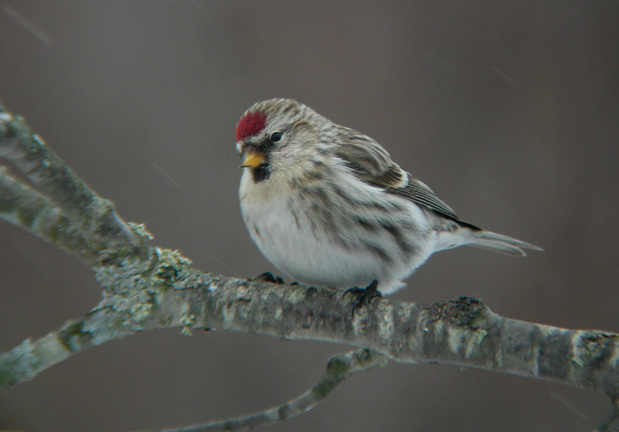 Common Redpoll