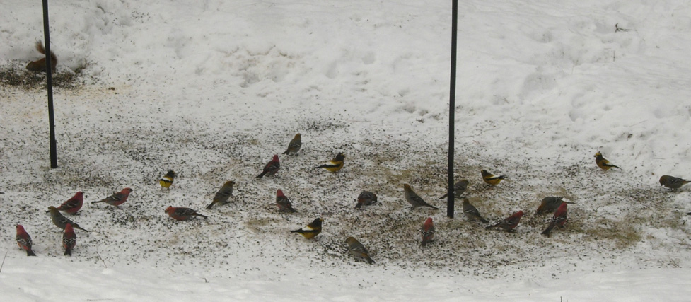 20 Pine Grosbeaks, 5 Evening Grosbeaks