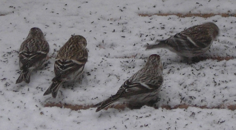 Hoary Redpoll