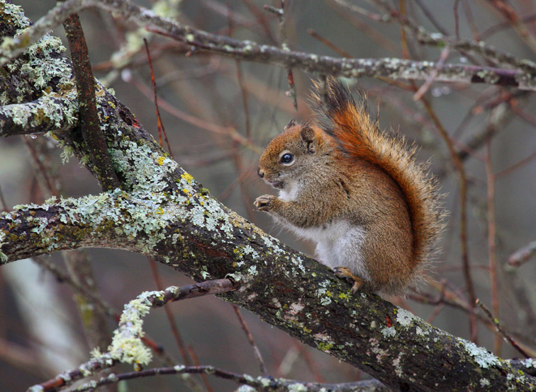 Red Squirrel 0095