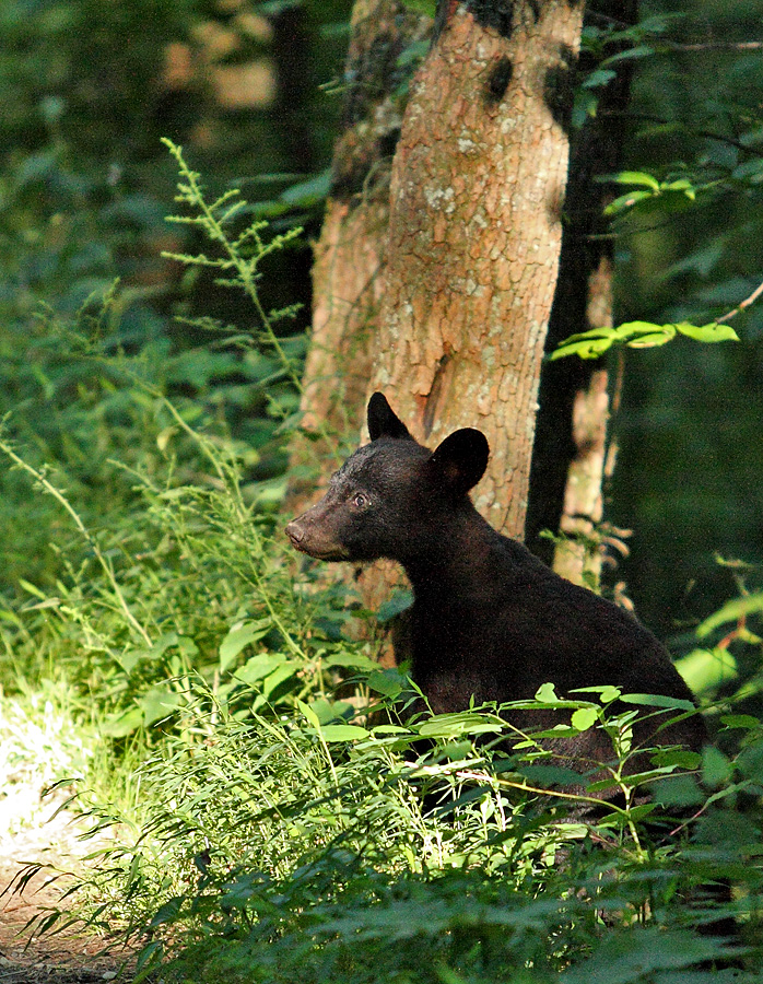 Black Bear Cub - III