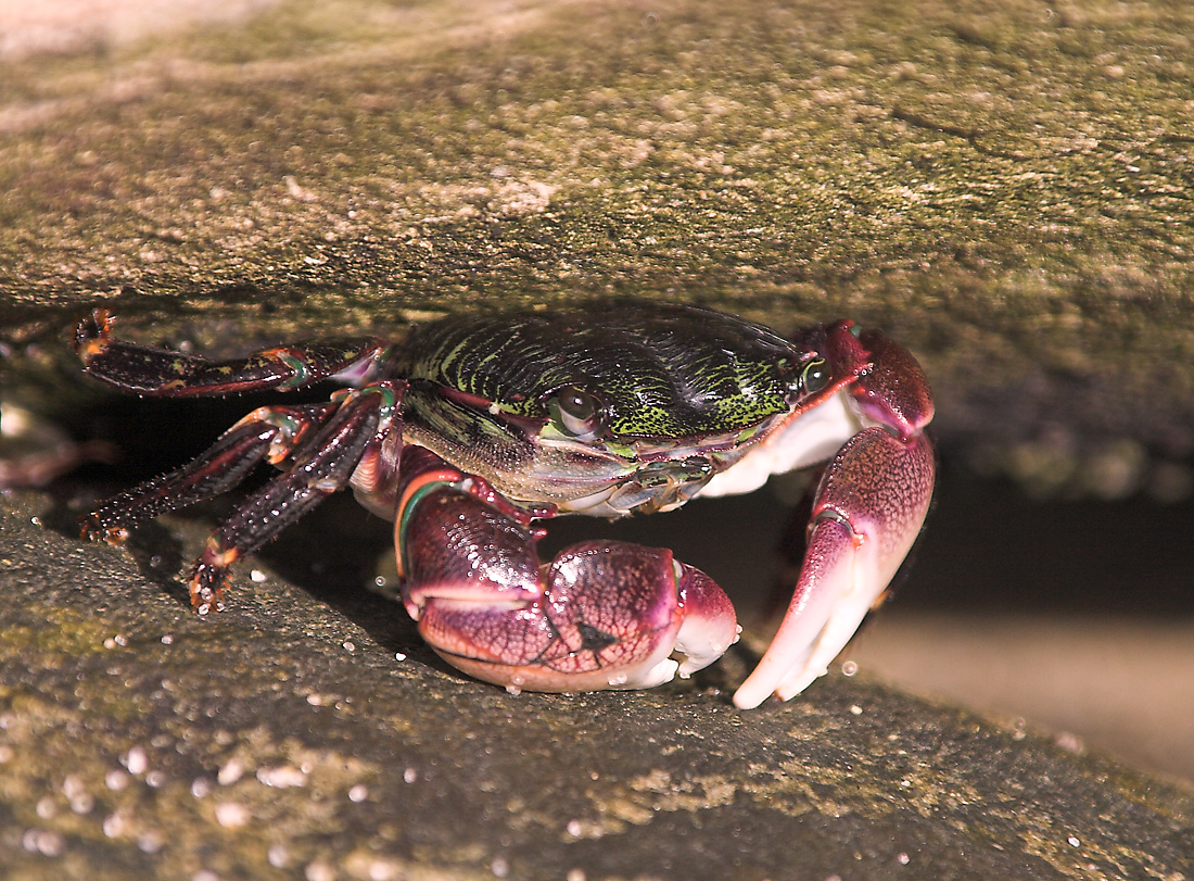 Crab Sandwich