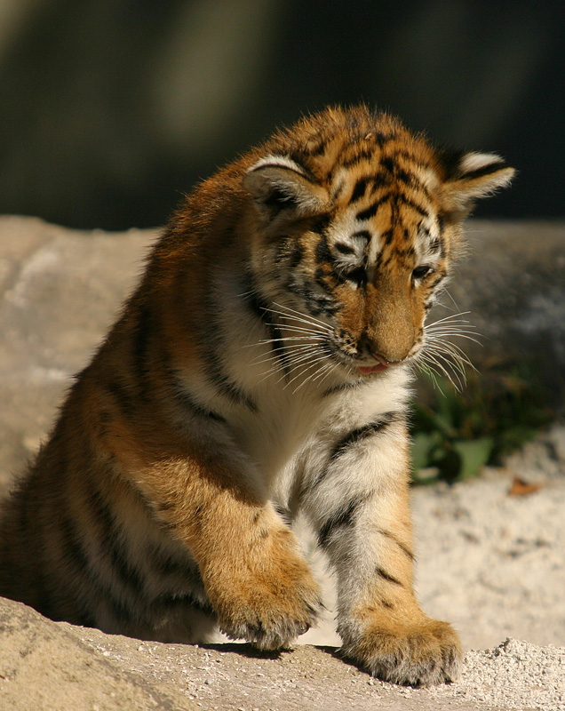 Tiger Cubs