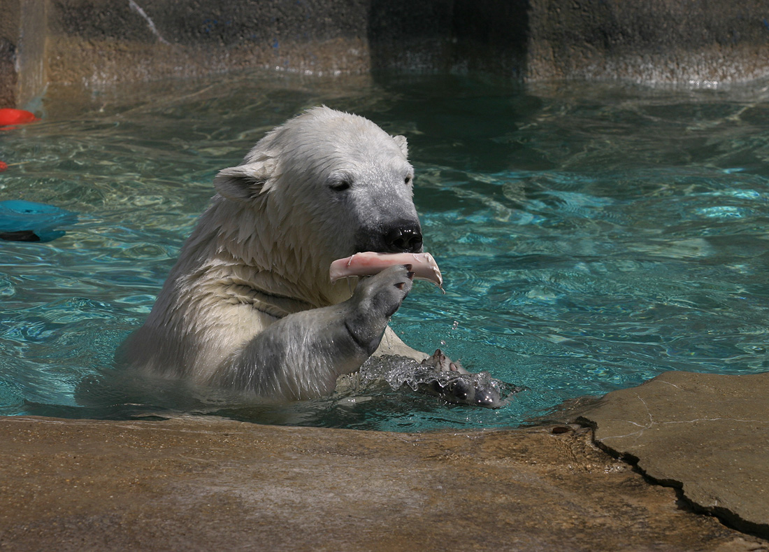 His Treasured Bone