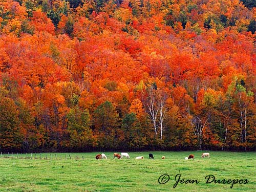 A farmers delight