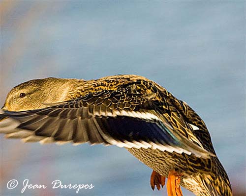 Mallard  (female)