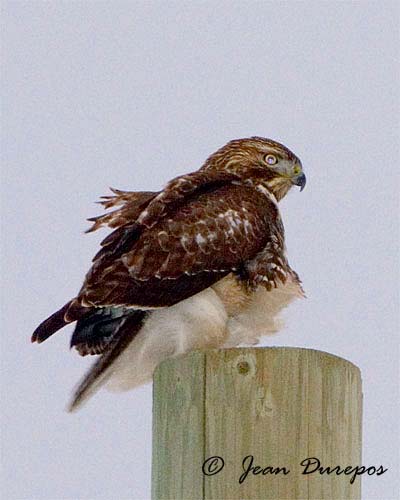 Red-tailed Hawk
