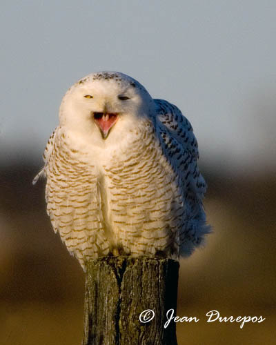 Snowy Owl enjoying a bit of laughter......