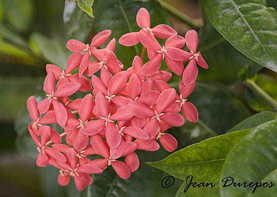 Rainforest flower