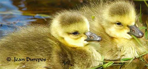 Two gorgeous chicks  recently arrived in the community.......