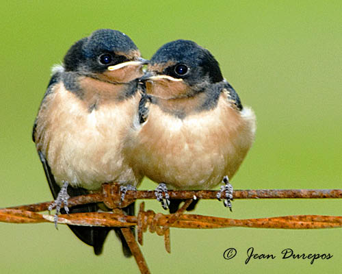 Barn Swallows (fledglings)