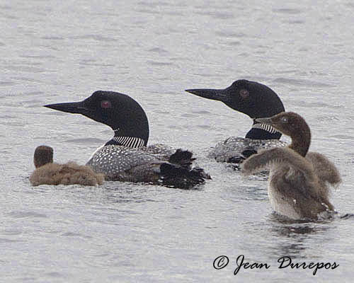 Common Loon Family