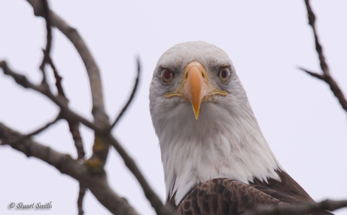 In your face Eagle portrait-0159.jpg