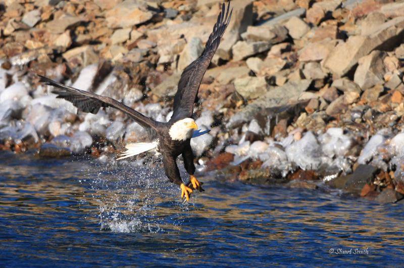 Bald Eagle fishing Dec 7th 2009-9391.jpg