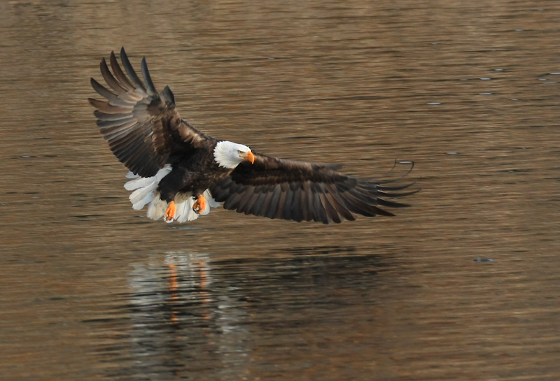 Bald Eagle catching fish II-9971.jpg