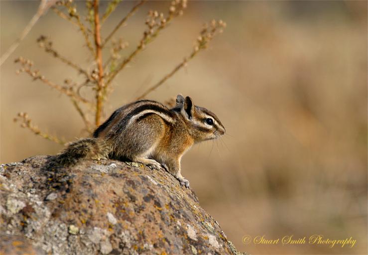 Chipmunk #6854