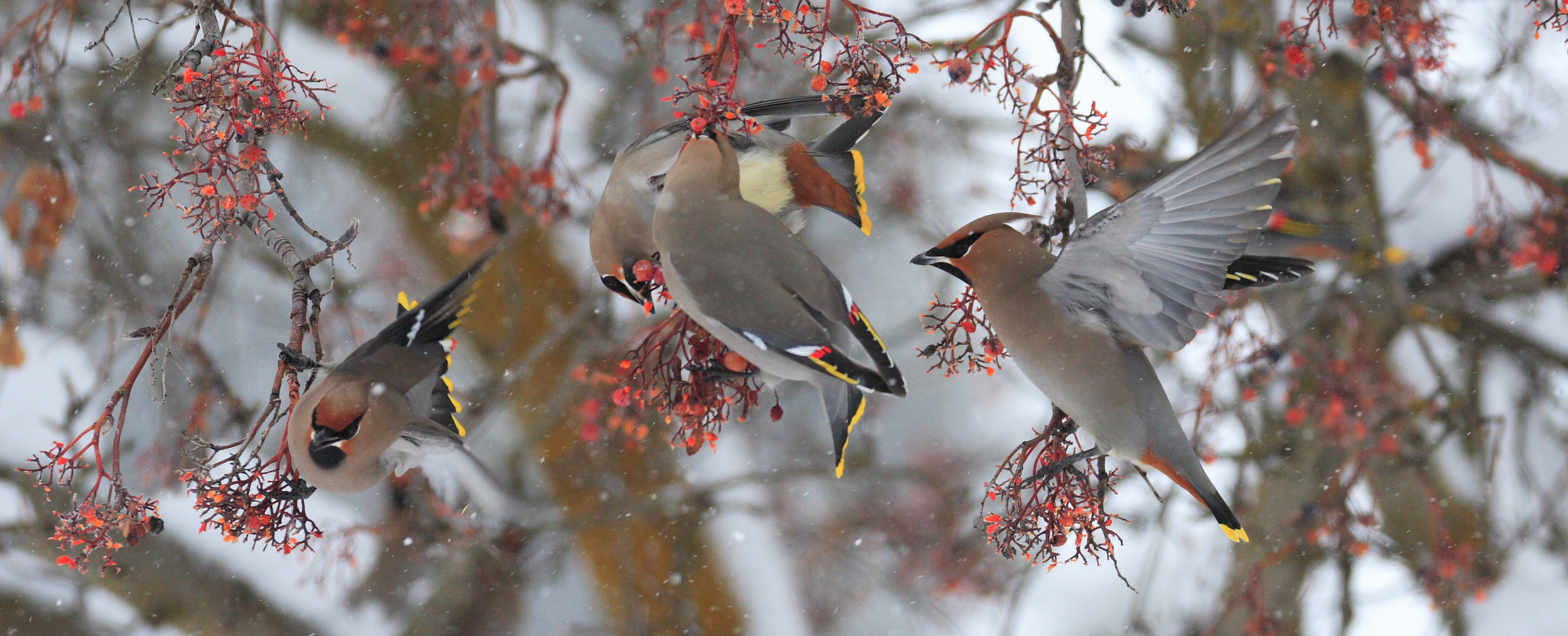 Panoramic of Bohemian Waxwings 3477