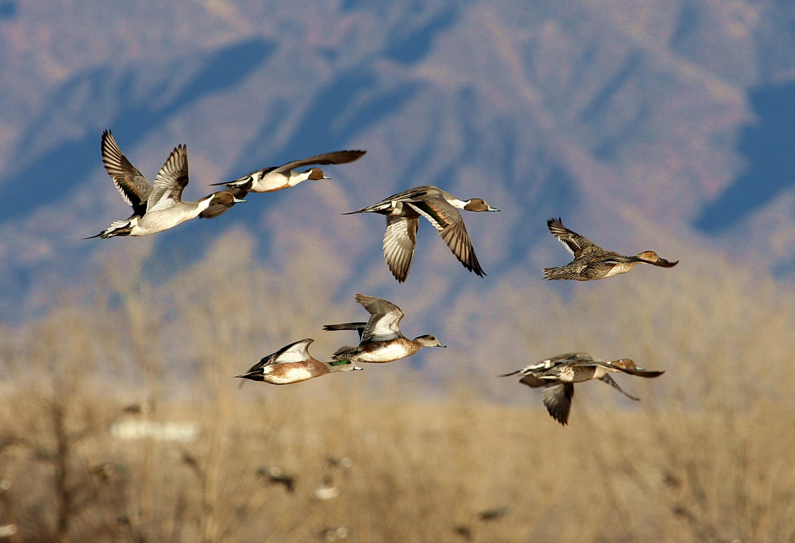 Ducks_Flying.jpg
