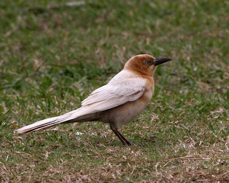Great-Tailed Grackle 2.jpg