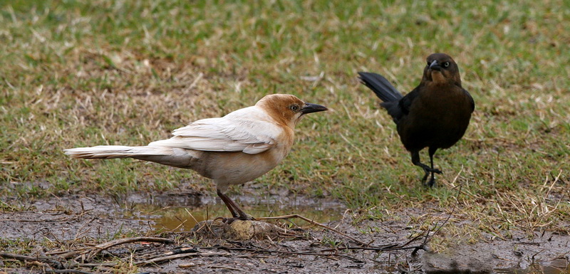 Great-Tailed Grackle 4.jpg
