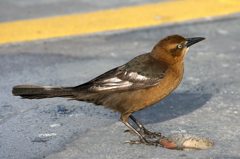 Great-Tailed Grackle 5.jpg