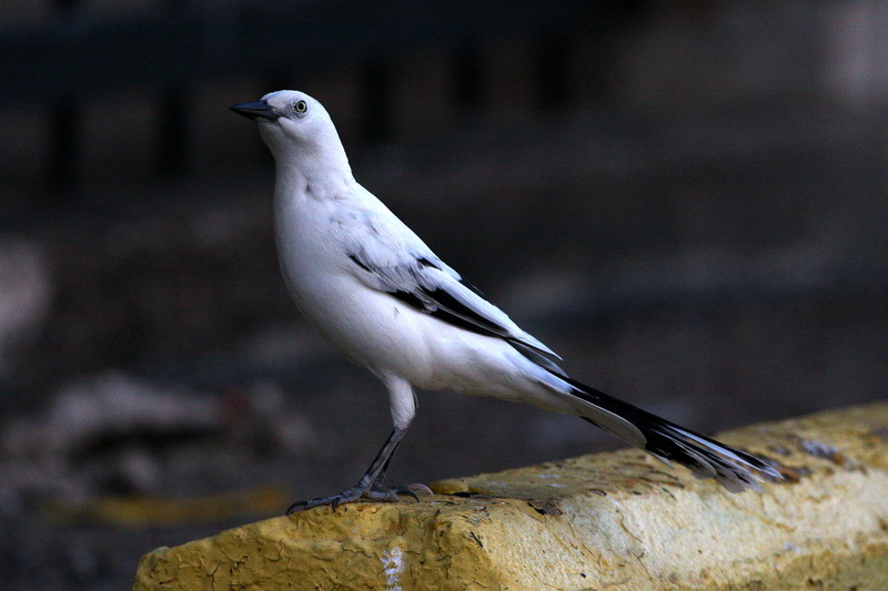 Great_Tailed_Grackle_White_1.jpg