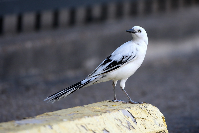 Great_Tailed_Grackle_White_3.jpg