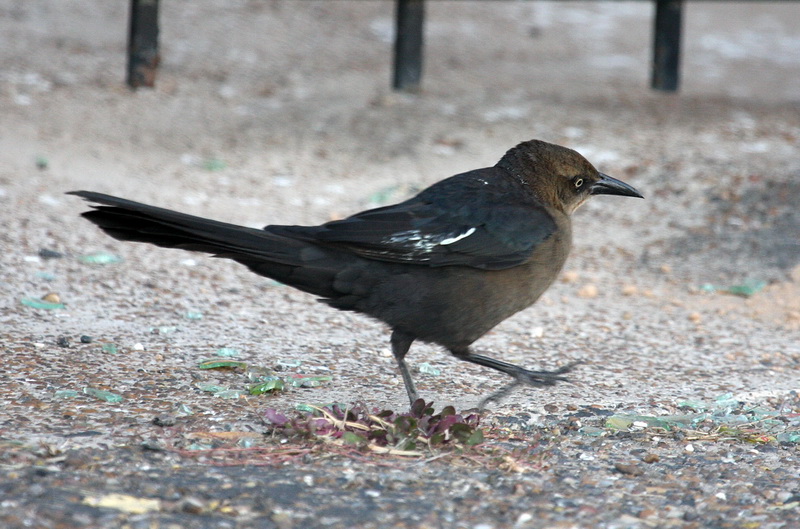 Great_Tailed_Grackle_White_5.jpg