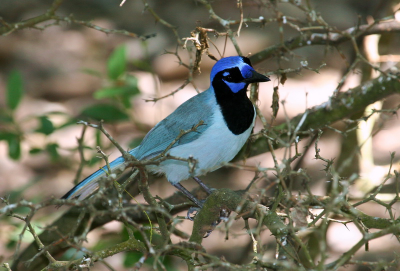 Green Jay c.jpg