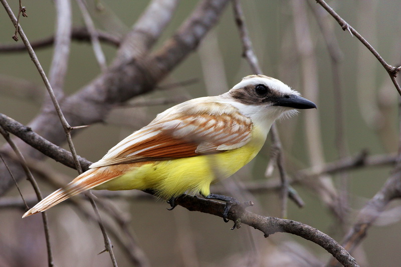 Kiskadee_2.jpg