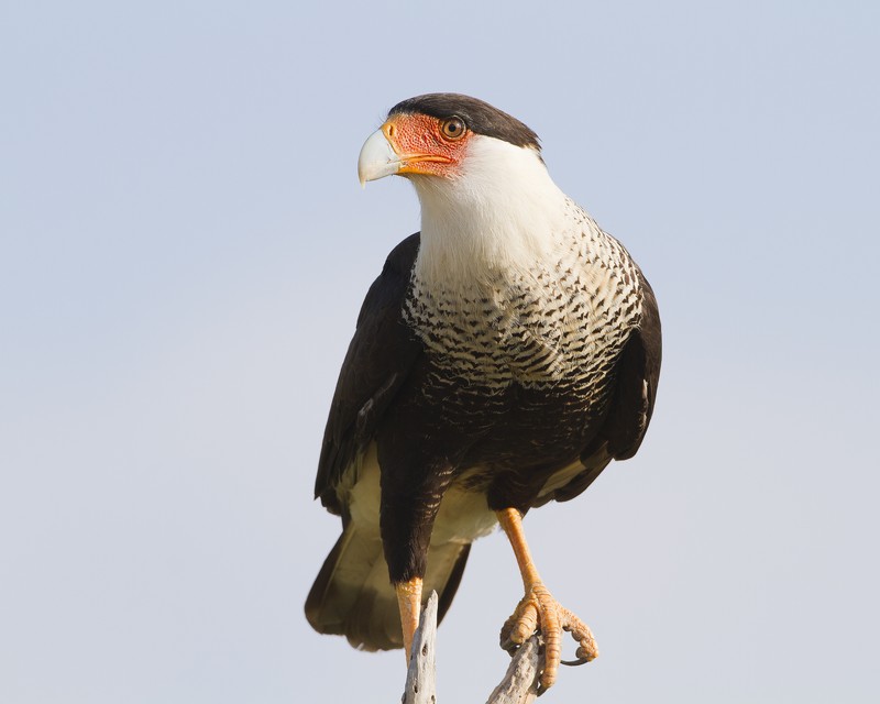 Crested_Caracara-084725-57.jpg